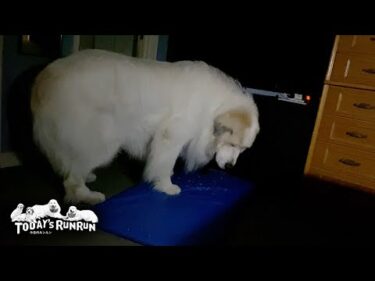 ストレッチマットが思うように畳めず悪戦苦闘するアランです　Great Pyrenees　グレートピレニーズ