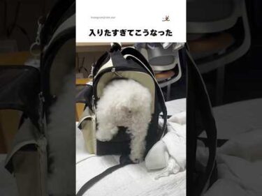 なかなか入れなくてバタバタしちゃうワンコ｜PECO