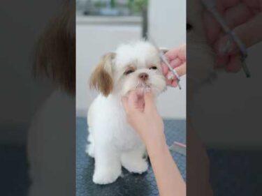 美しすぎるチワシーズーの女の子をトリミングしたら！#asmr #shorts  #子犬 #トリミング #asmr #ヘアカット