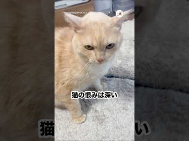10分前にしっぽ踏まれて今キレる猫｜PECO