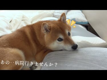 絶対イヤ！柴犬に”病院”の２文字を伝えると‥寝室で抵抗劇が始まりました。。