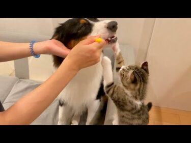 ワンコの歯みがきにずーっと付き添う子猫