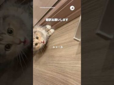 なんて言ってるの？🐱｜PECO