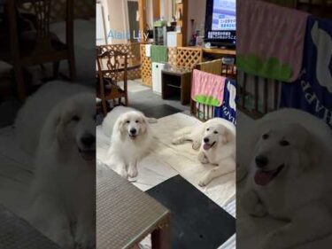 Alain アラン Lily リリー #greatpyrenees #todaysrunrun #グレートピレニーズ #今日のルンルン