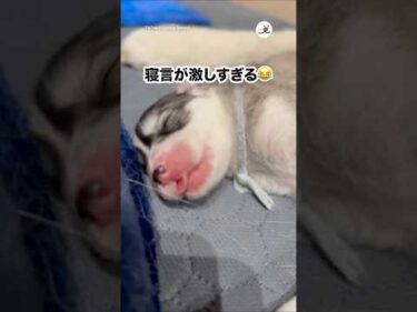 我が子の寝言に「？」ってなる母犬｜PECO