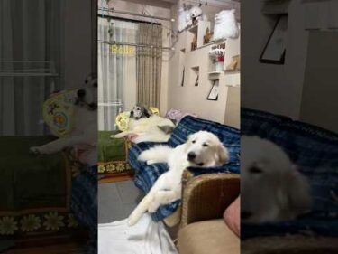 Belle ベル Lily リリー #greatpyrenees #todaysrunrun #グレートピレニーズ #今日のルンルン
