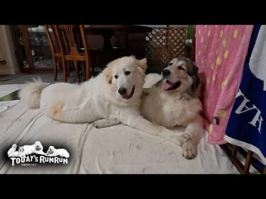 ベルが大好き過ぎるリリーとリリーが大好き過ぎるベルです　Great Pyrenees　グレートピレニーズ