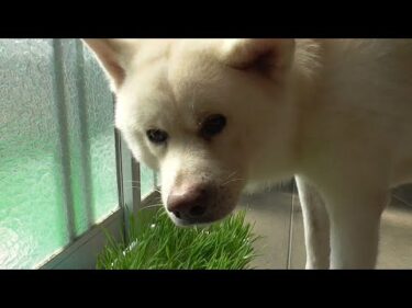 【秋田犬ゆうき】お腹の調子がイマイチだけどお散歩に出られず猫草を食べて自分で治す【akita dog】