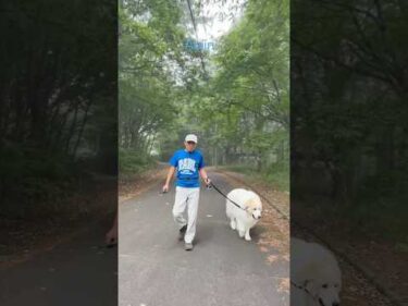 Alain アラン #greatpyrenees #todaysrunrun #グレートピレニーズ #今日のルンルン
