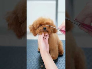 眠すぎるトイプーの子犬、トリミング中に力が抜けて・・・！#asmr #shorts  #子犬 #トリミング #asmr #ヘアカット