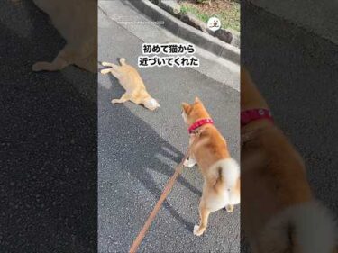 仲良くなる最高のチャンスだったのに…｜PECO