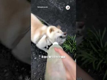 柴犬メアリーの水分補給法｜PECO