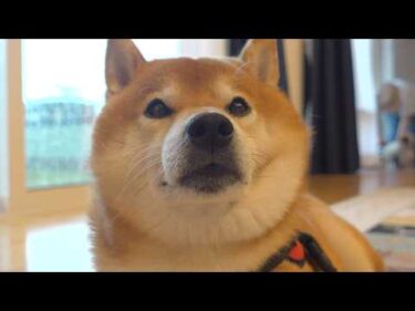 大きな雷が怖くて怯える柴犬‥その姿に涙が溢れるとは思いませんでした。。