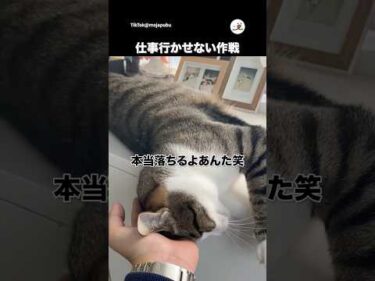 ギリギリを攻めて仕事行かせない猫｜PECO