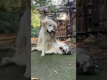 Belle ベル Lily リリー #greatpyrenees #todaysrunrun #グレートピレニーズ #今日のルンルン