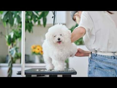 可愛すぎてメロメロ！真っ白もこもこボロニーズのトリミング【白く、柔らかな犬/ほこりちゃん】