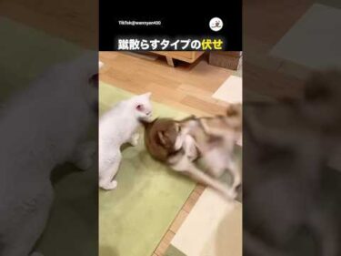 猫「ここでやるのか…」｜PECO