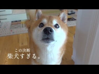 パパ不在で柴犬が下した決断が、柴犬すぎる。