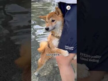 泳ぐのはもういいです…｜PECO