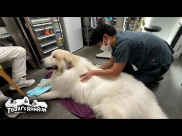 毎月恒例のどんぐり病院さんで全身揉みほぐしをしてもらったアランです　Great Pyrenees　グレートピレニーズ