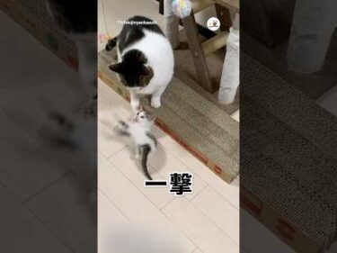 新入り子猫さんの気合い｜PECO