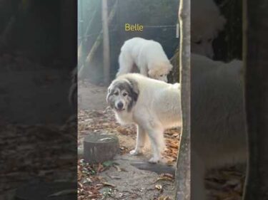Belle ベル #greatpyrenees #todaysrunrun #グレートピレニーズ #今日のルンルン