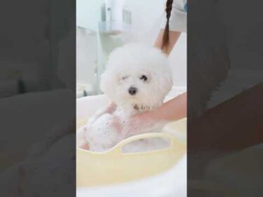 【ほこりちゃん】あの可愛すぎるボロニーズのトリミングに密着したら #トリミング #子犬 #asmr #puppy  #犬のいる暮らし