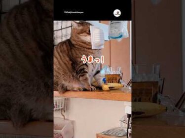納豆好き猫🐱張り付いてもぺろぺろ｜PECO