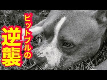 【ピットブル】ポテトくんとの散歩が苦痛？