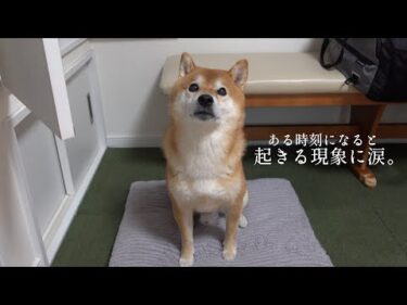 柴犬のこの動きは偶然‥？実家でまたも起きた不思議な現象。