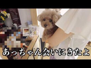 お盆に実家に帰って柴犬の飛鳥に会ってきました。