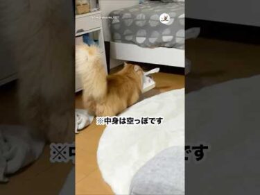 堂々と持っていかれた｜PECO