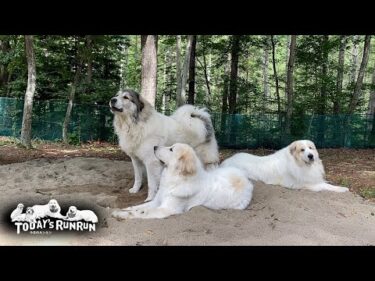 お父さんの近くを離れない見守り隊のアランとベルとリリーです　Great Pyrenees　グレートピレニーズ
