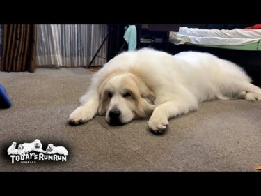 留守番ね…わかってますよ…という態度のアランとベルとリリーです　Great Pyrenees　グレートピレニーズ