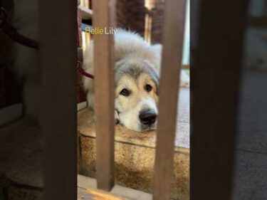 Belle ベル Lily リリー #greatpyrenees #todaysrunrun #グレートピレニーズ #今日のルンルン