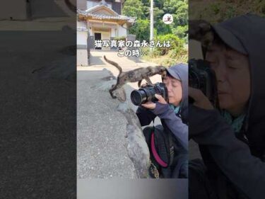 猫写真家・撮影中のハプニング｜PECO