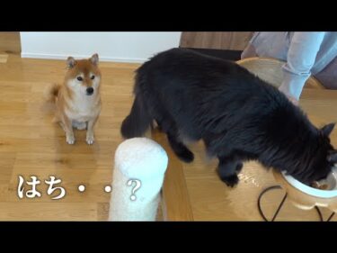 ハチ家に訪れる新たな試練‥試練に振り回される可愛すぎる柴犬の姿に注目です。