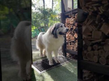 Belle ベル #greatpyrenees #todaysrunrun #グレートピレニーズ #今日のルンルン