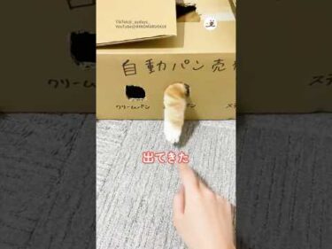 マンチカンの気まぐれなパン屋さん｜PECO #shorts