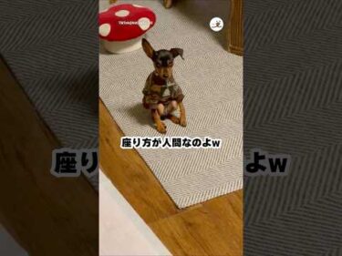 犬じゃない疑惑浮上｜PECO