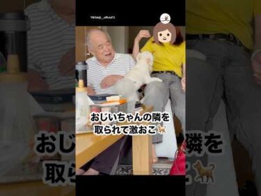おじいちゃんは僕のもの！｜PECO