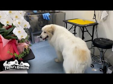 ピカピカの新サロンで真っ白にしてもらたアランです　Great Pyrenees　グレートピレニーズ