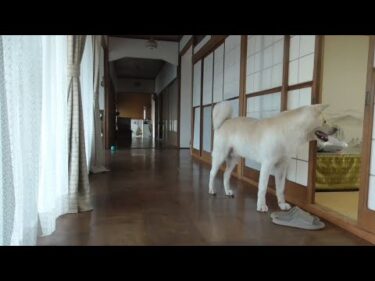 【秋田犬ゆうき】お腹が空いてたまらないのです！と仏間にいる飼い主の出待ちをする【akita dog】
