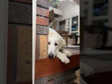 Lily リリー #greatpyrenees #todaysrunrun #グレートピレニーズ #今日のルンルン