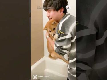 お風呂が苦手すぎてパパに抱きつくワンコ｜PECO