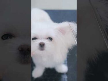 ASMR✂️可愛すぎる真っ白な子犬の初トリミング/ Adorable White Puppy’s First Grooming  #トリミング #子犬 #asmr #puppy  #犬のいる暮らし