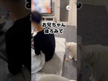 遊んでほしくてお兄ちゃんの後ろで待つ白猫｜PECO