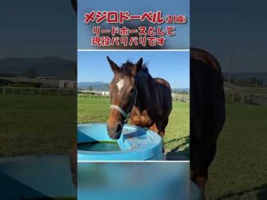 【メジロドーベル】31歳現役のリードホースとして活躍中! #競馬 #horserace #引退馬 #メジロドーベル #ドーベル姐さん #レイクヴィラファーム