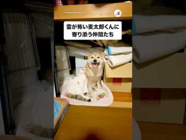 雷が怖い柴犬のために寄り添ってくれる仲間たち｜PECO