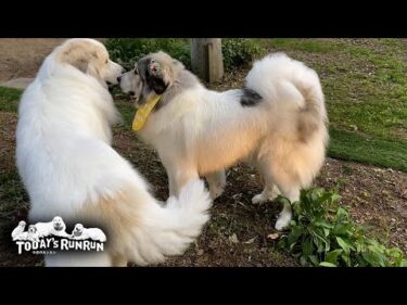 シャプーへ行き世にも奇妙な真っ白のベルです　Great Pyrenees　グレートピレニーズ